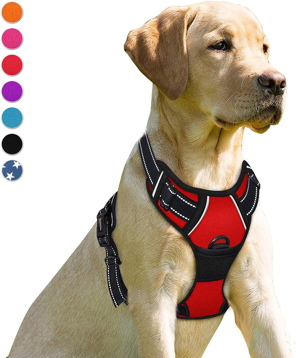 Harness