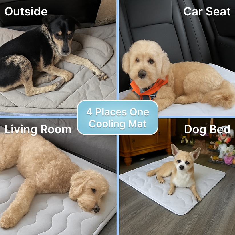 The innovative cooling mat for dogs