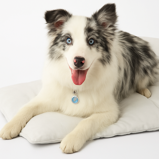 The innovative cooling mat for dogs