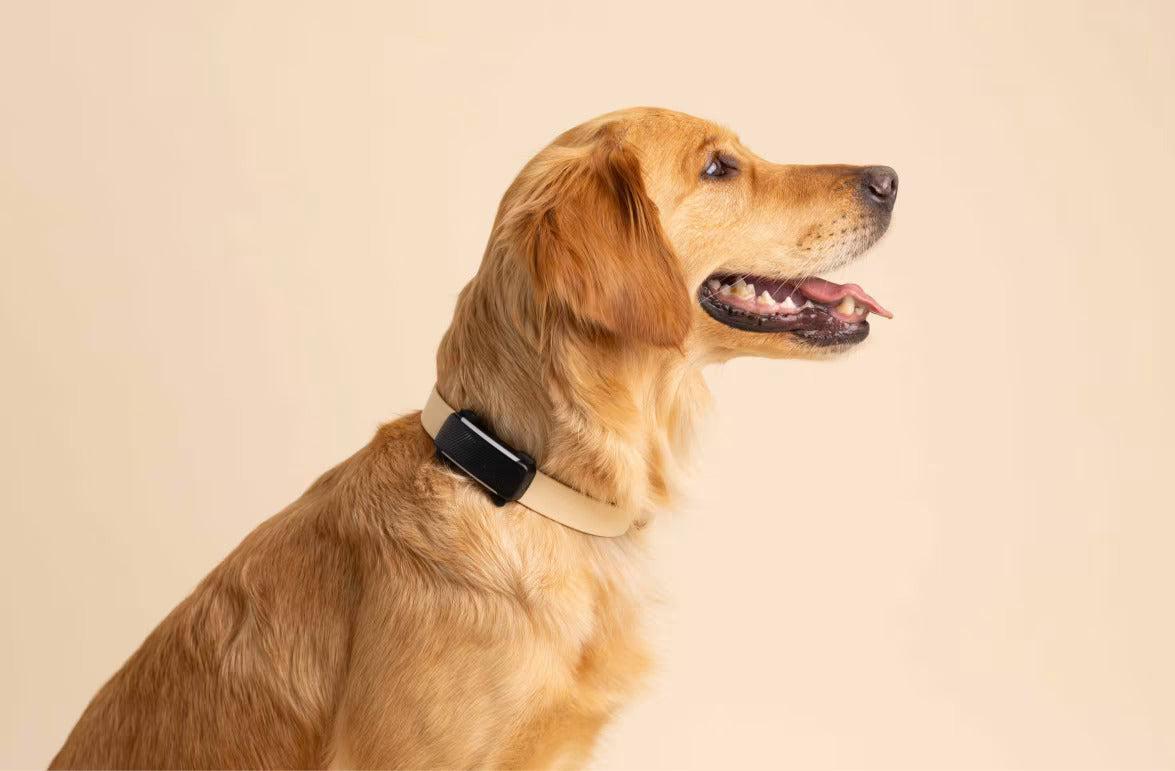 Smart collar for dogs