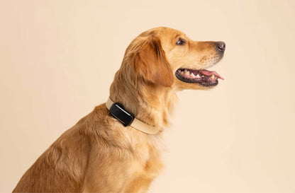 Smart collar for dogs