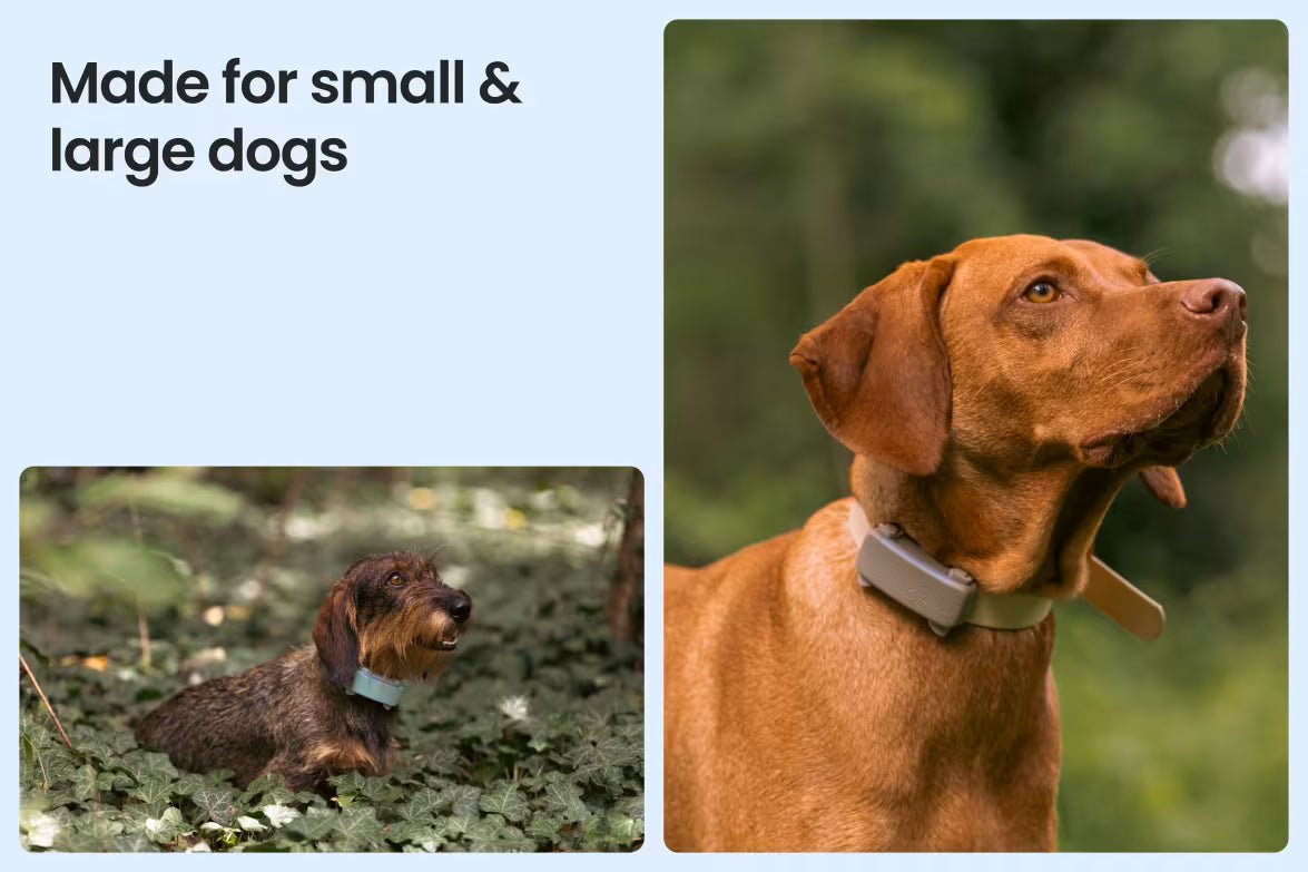 Smart collar for dogs